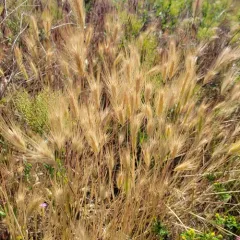 wall barley thumbnail 2