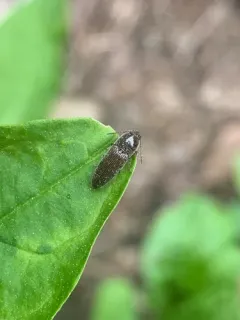 Melanotus americanus thumbnail 3