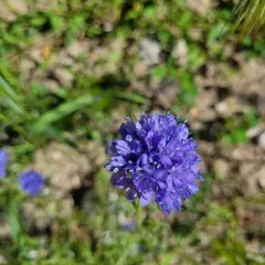 bluehead gilia thumbnail 3
