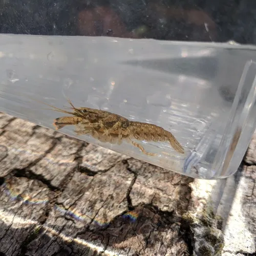 Ringed Crayfish