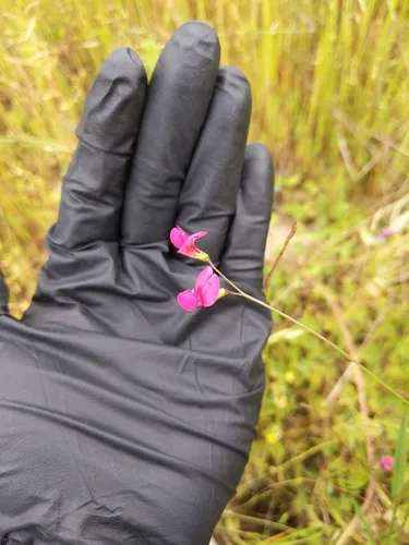 Grass Vetchling