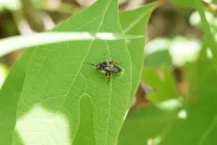 Macropis Cuckoo Bee thumbnail 1