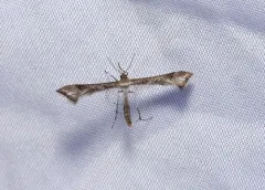 Irish Plume Moth thumbnail 2