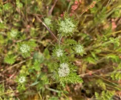 American wild carrot thumbnail 3