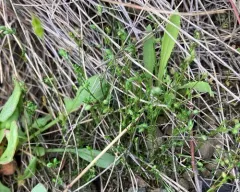 Annual Pearlwort thumbnail 4