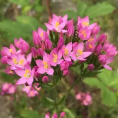 Common centaury thumbnail 1