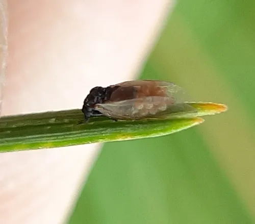 Pine Leaf Adelgid