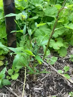 Chinese Timber Bamboo thumbnail 4