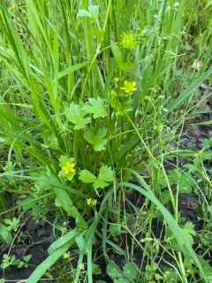 Rough-fruited buttercup thumbnail 2