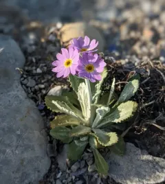 Laurentian Primrose thumbnail 3