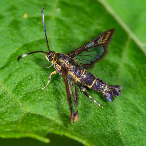 Ithaca Clearwing Moth