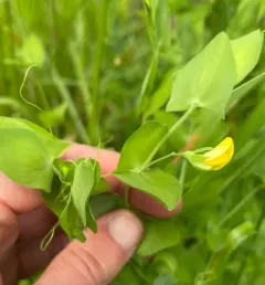 Yellow Vetchling thumbnail 4