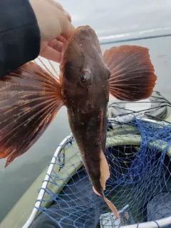Striped Searobin thumbnail 3