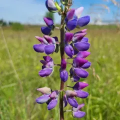 Riverbank Lupine thumbnail 3