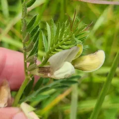 Yellow Vetch thumbnail 2