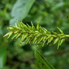 Pacific Willow thumbnail 1