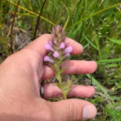 Rosy Owl's-clover thumbnail 3