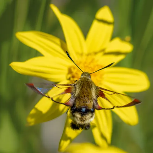 Rocky Mountain Clearwing