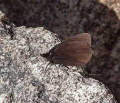 Magdalena Alpine thumbnail 3