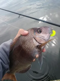 Scup thumbnail 2