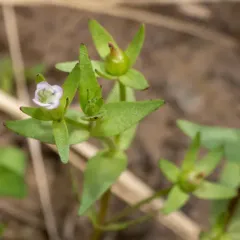 bractless hedge-hyssop thumbnail 2