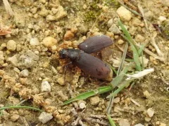 Phyllophaga prunina thumbnail 3