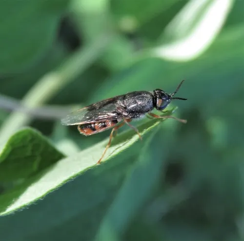 Odontomyia profuscata