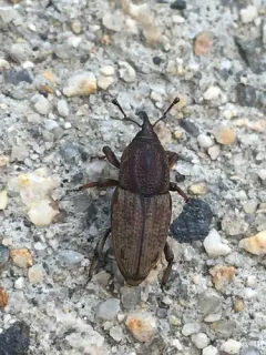 Hunting Billbug thumbnail 4