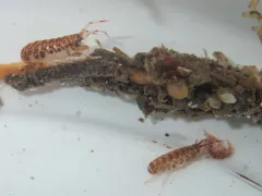 Tube-dwelling Sea Flea thumbnail 2