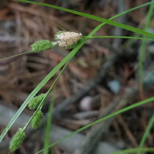 Yellow-winged Oak Leafroller Moth