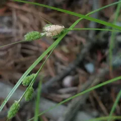 Yellow-winged Oak Leafroller Moth thumbnail 1