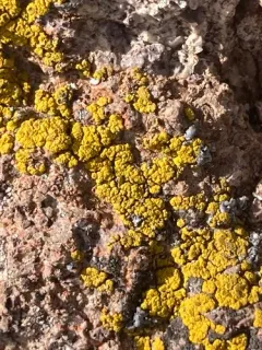 Sagebrush Goldspeck Lichen thumbnail 2