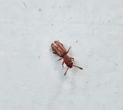 Plain Silvan Flat Bark Beetle