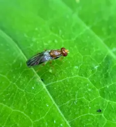 Chyliza apicalis thumbnail 2