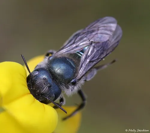 Beardtongue scraper bee