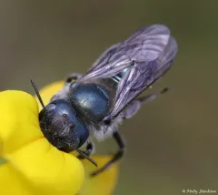 Beardtongue scraper bee thumbnail 1
