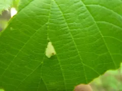 Coleophora corylifoliella thumbnail 3