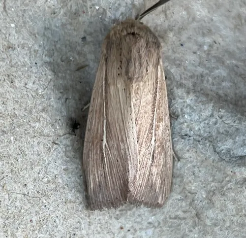 Linda's Wainscot