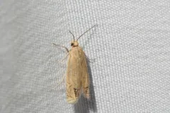 Speckled Eucosma Moth thumbnail 2