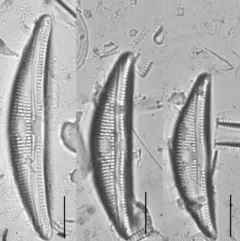 Amphora copulata thumbnail 2