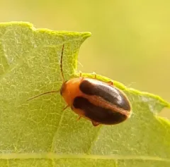 Sacodes pulchella thumbnail 1