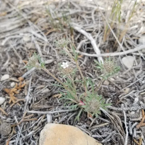 ballhead ipomopsis