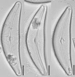 Cymbella proxima thumbnail 1