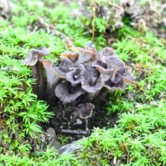 Craterellus subundulatus thumbnail 3