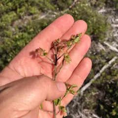 velvetleaf blueberry thumbnail 3