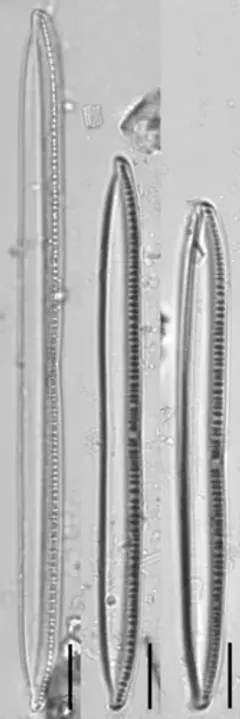 Nitzschia linearis thumbnail 3