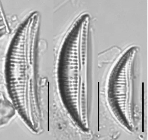 Amphora minutissima