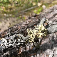 Pallid Candlewax Lichen thumbnail 2