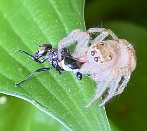 Colonus puerperus