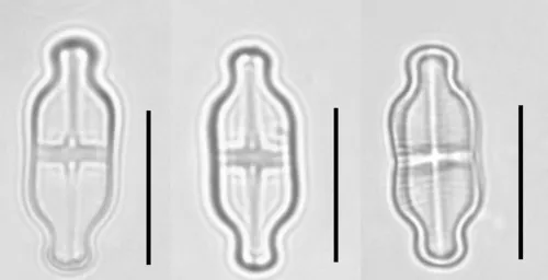 Gogorevia exilis